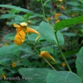 orange balsam (Impatiens capensis) Kenneth Noble